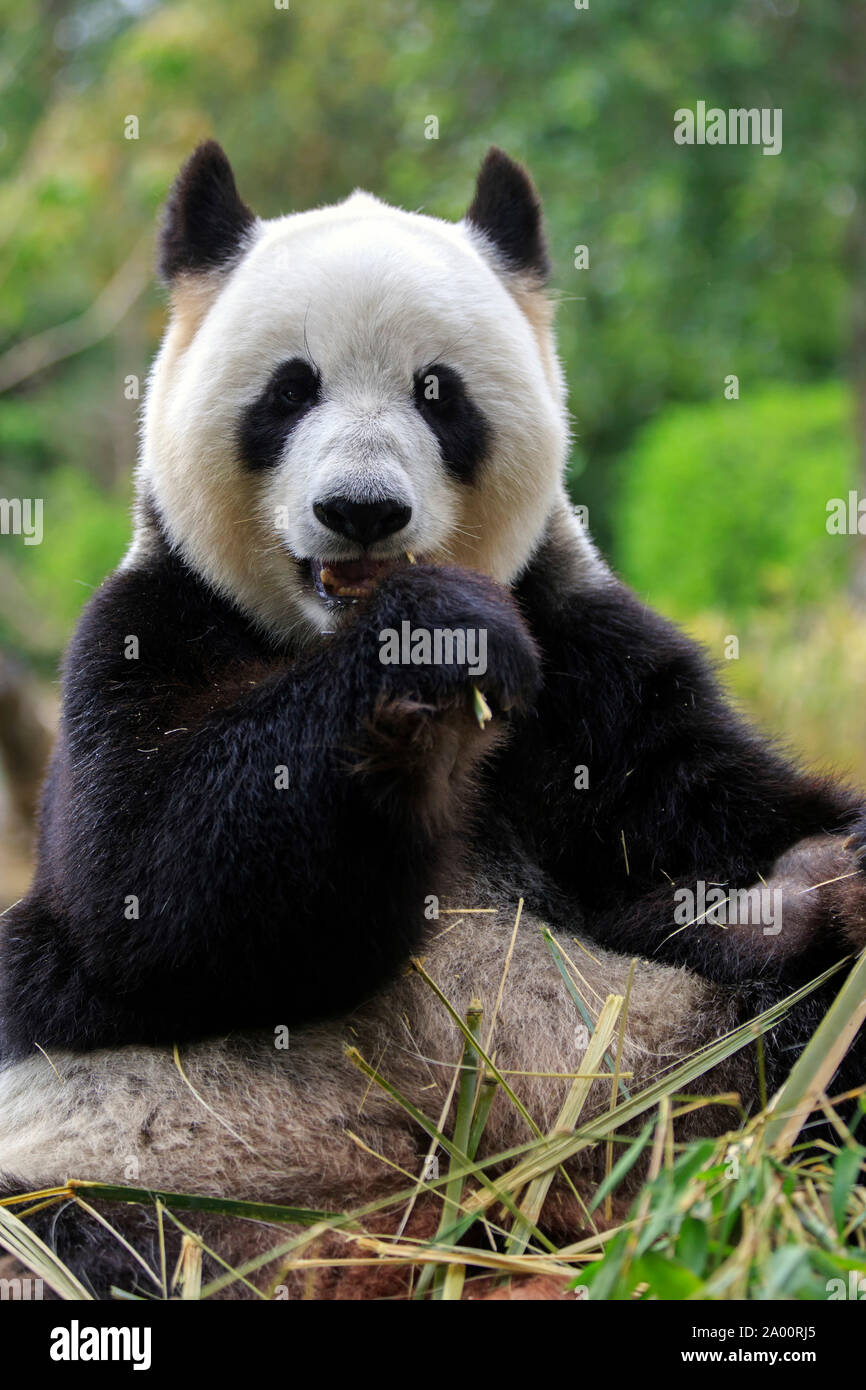 Giant Panda, adult, captive, Adelaide, South Australia, Australia, (Ailuropoda melanoleuca) Stock Photo