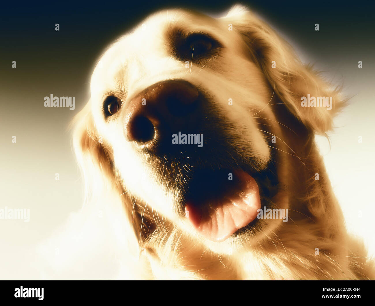 golden retriever dog portrait Stock Photo - Alamy