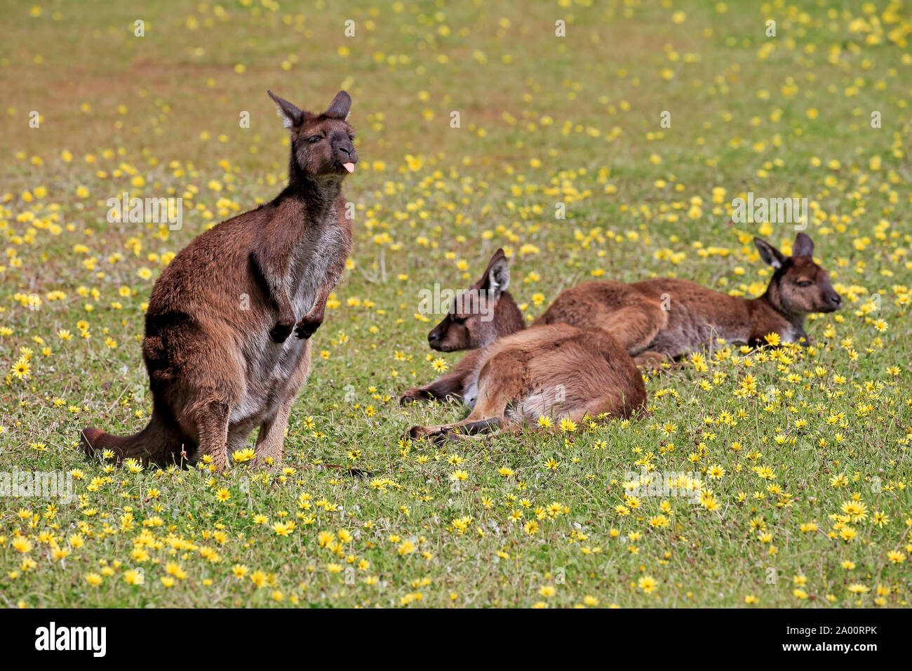 Kangaroo Island Kangaroo, group of adults, Mount Lofty, South Australia, Australia, (Macropus fuliginosus fuliginosus) Stock Photo
