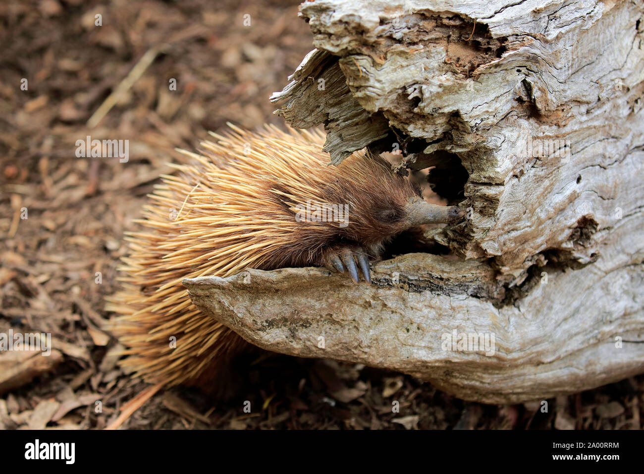 Short-beaked Echidna, adult, Phillip Island, Gippsland, Victoria, Australia/ (Tachyglossus aculeatus) Stock Photo