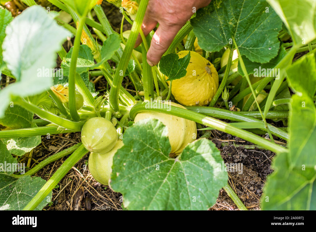 Ornamental gourds grow in their own garden Stock Photo Alamy