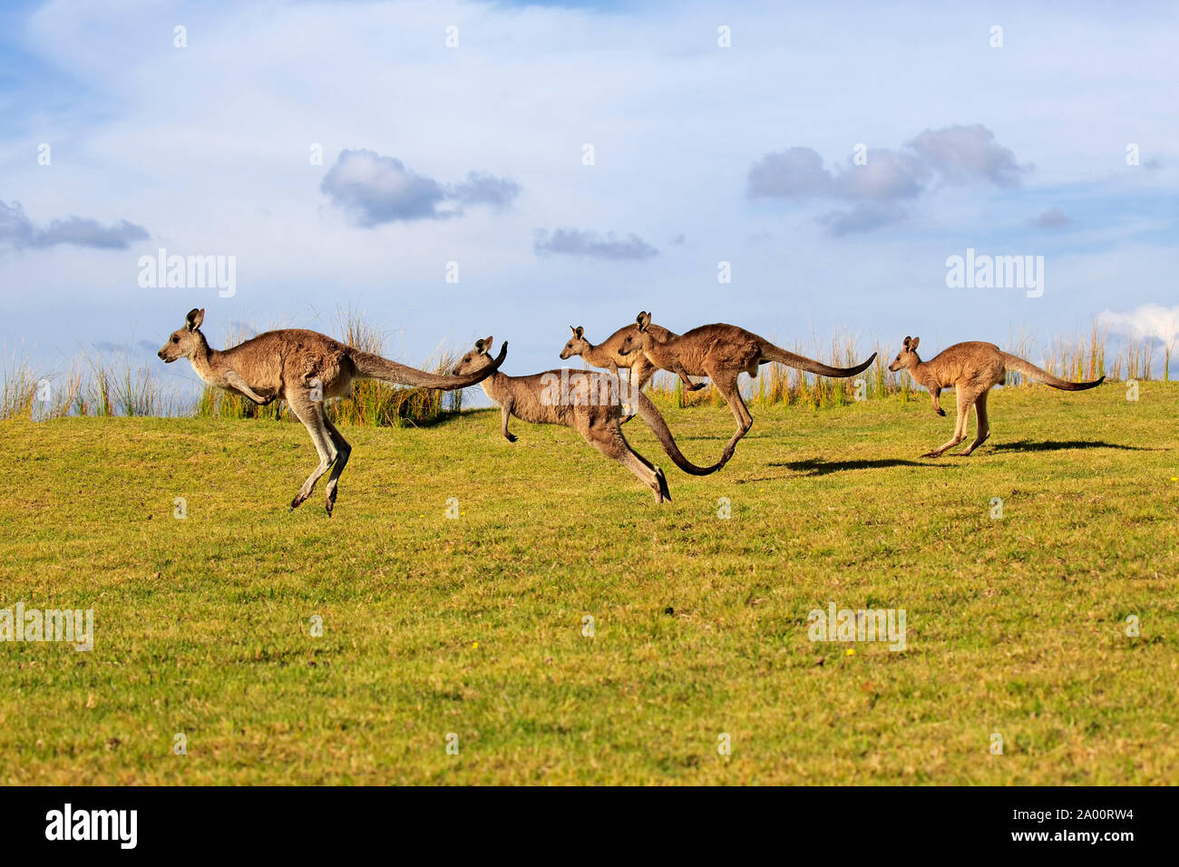 Eastern Grey Kangaroo, group, Maloney Beach, New South Wales, Australia, (Macropus giganteus) Stock Photo