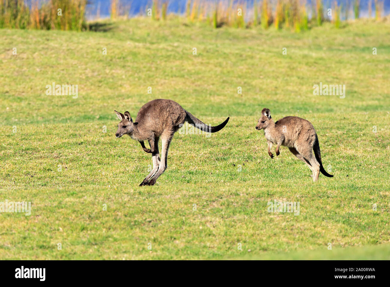Eastern Grey Kangaroo, two adults on meadow, Maloney Beach, New South Wales, Australia, (Macropus giganteus) Stock Photo