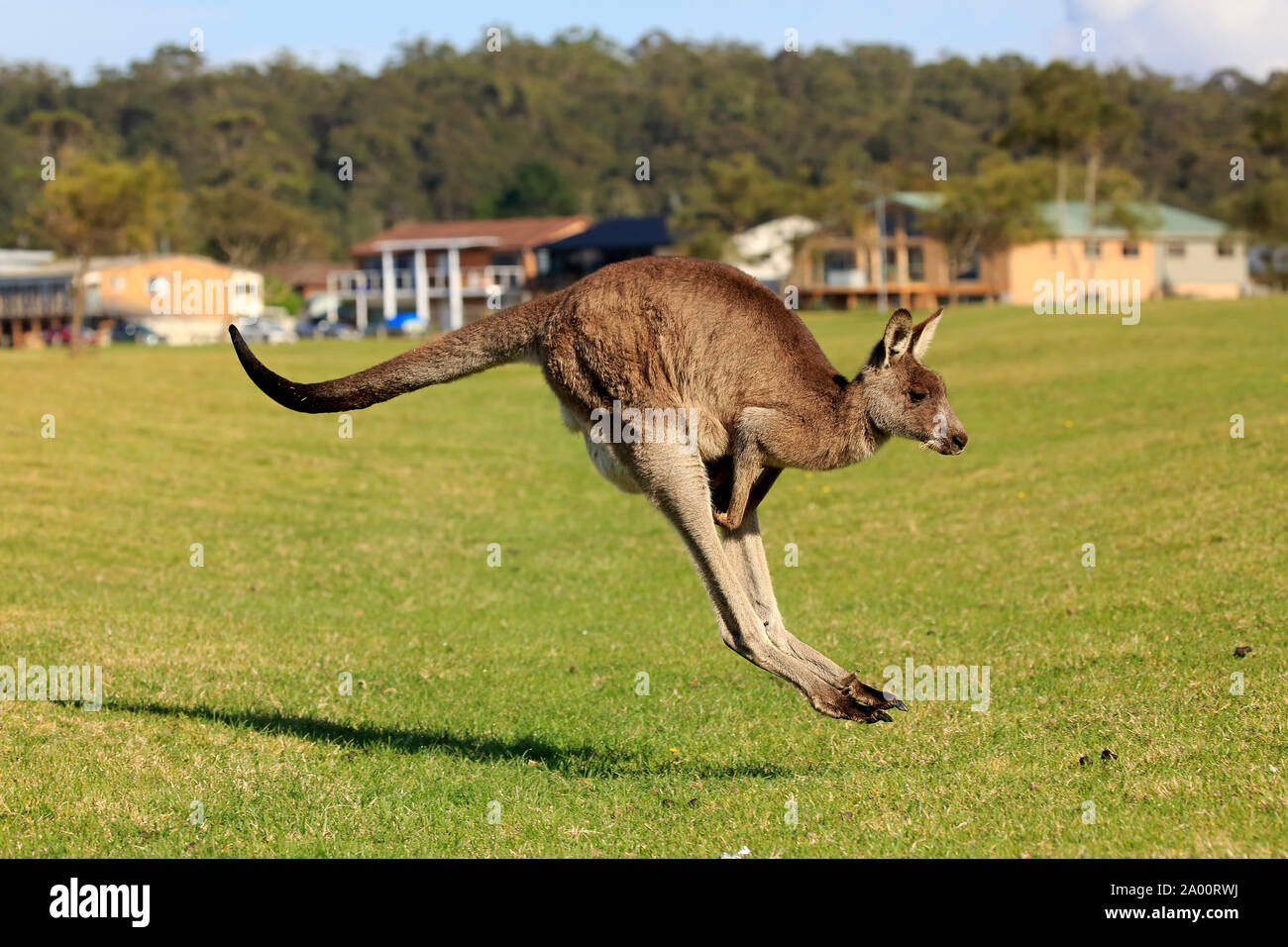Eastern Grey Kangaroo, female with young in pouch, Maloney Beach, New South Wales, Australia, (Macropus giganteus) Stock Photo