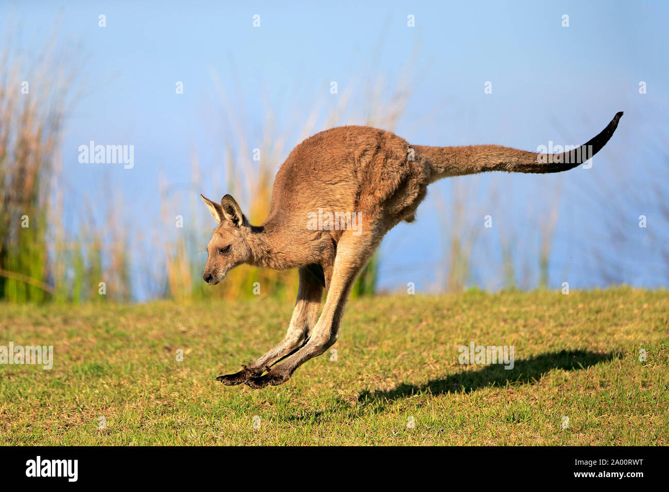 Eastern Grey Kangaroo, adult male jumping, Maloney Beach, New South Wales, Australia, (Macropus giganteus) Stock Photo