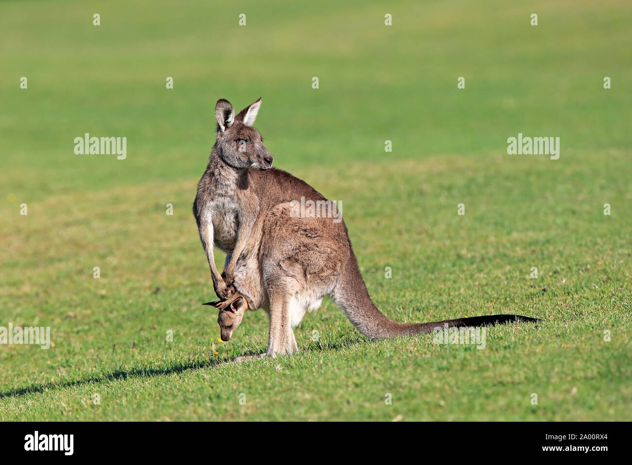 Eastern Grey Kangaroo, adult female with joey, Maloney Beach, New South Wales, Australia, (Macropus giganteus) Stock Photo