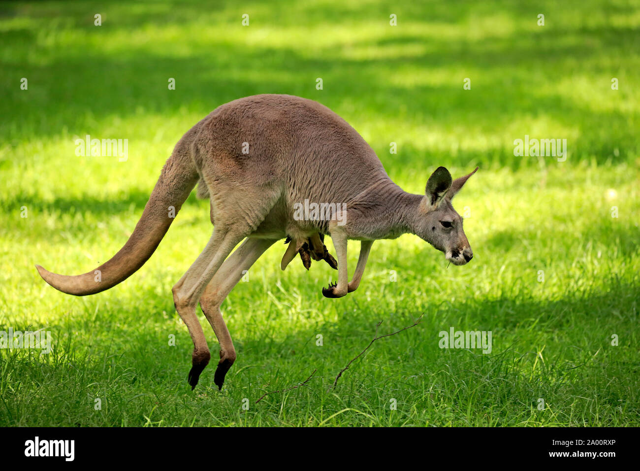 Red Kangaroo, adult female jumping with joey, Cuddly Creek, South Australia, Australia, (Macropus rufus) Stock Photo