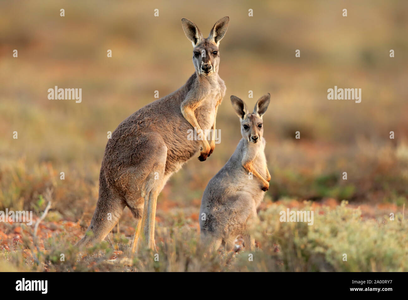 Red Kangaroo, adult with young, Sturt Nationalpark, New South Wales, Australia, (Macropus rufus) Stock Photo
