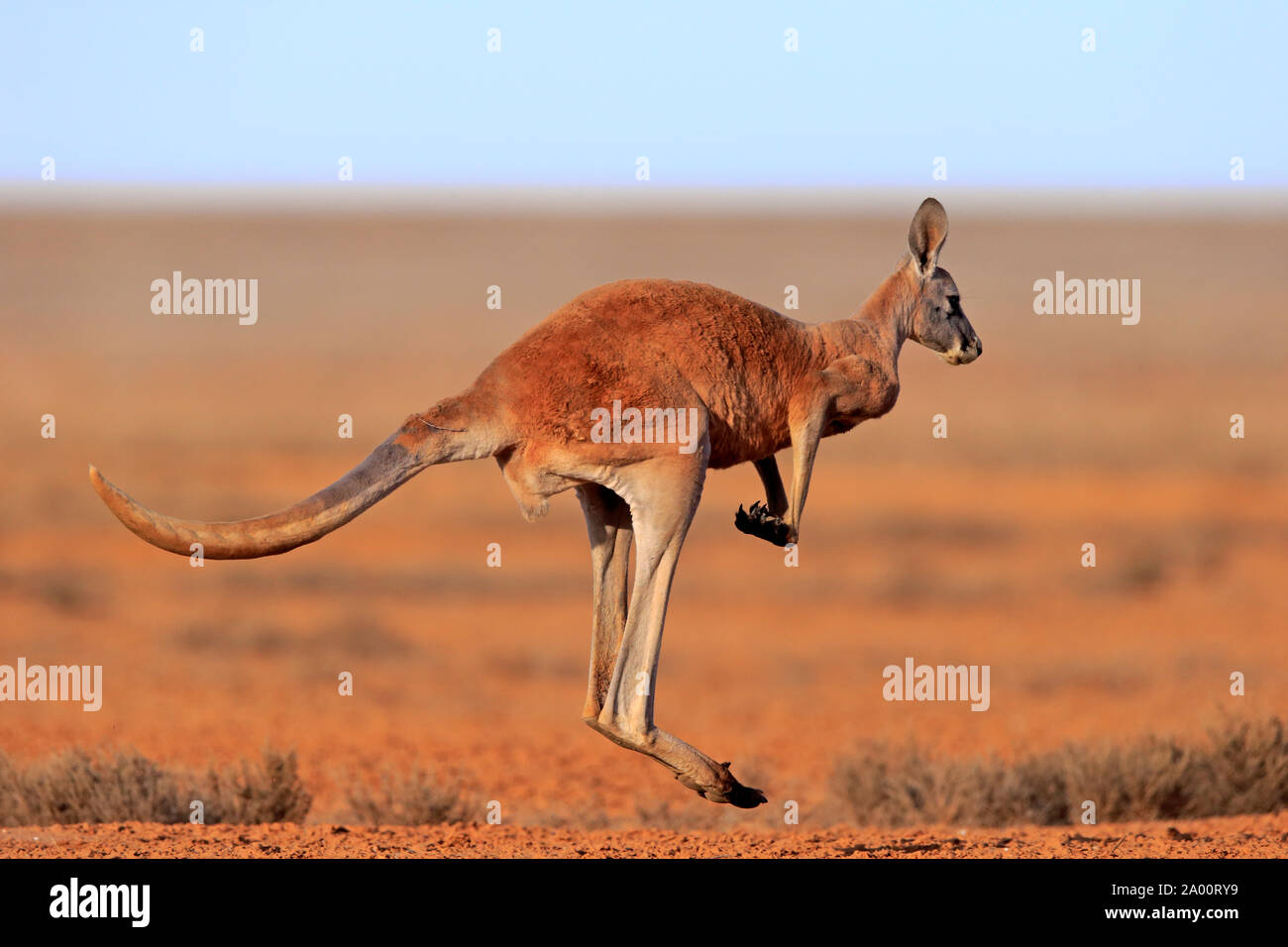 Red Kangaroo, adult jumping, Sturt Nationalpark, New South Wales, Australia, (Macropus rufus) Stock Photo