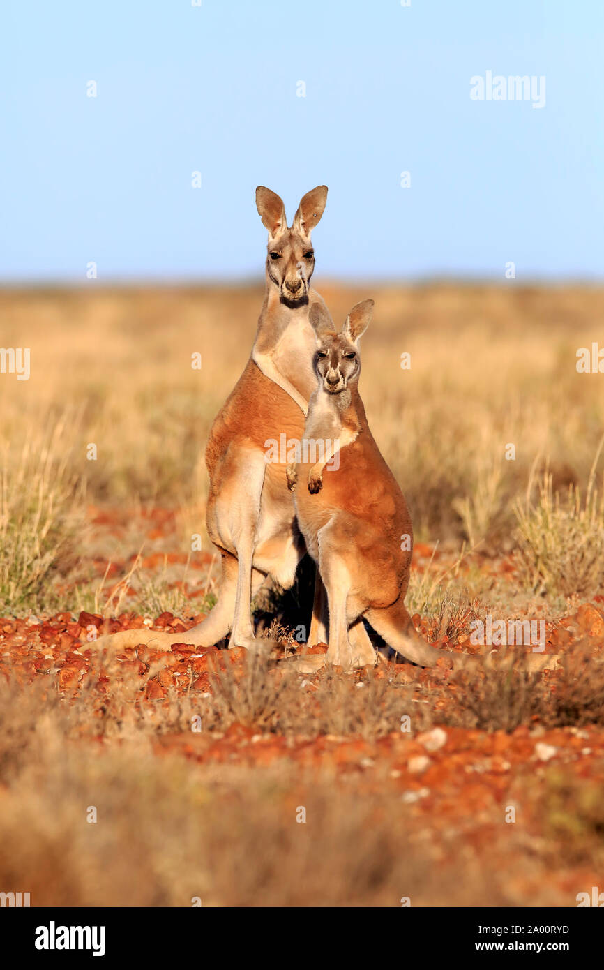 Red Kangaroo, two adult males, Sturt Nationalpark, New South Wales, Australia, (Macropus rufus) Stock Photo