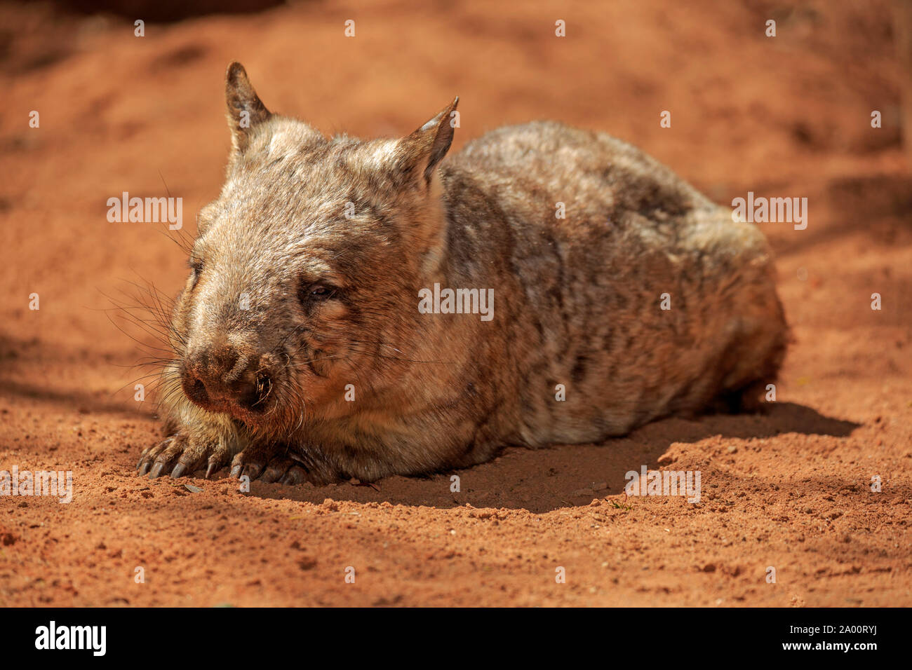Southern Hairy-nosed Wombat, adult resting, Mount Lofty, South Australia, Australia, (Lasiorhinus latifrons) Stock Photo