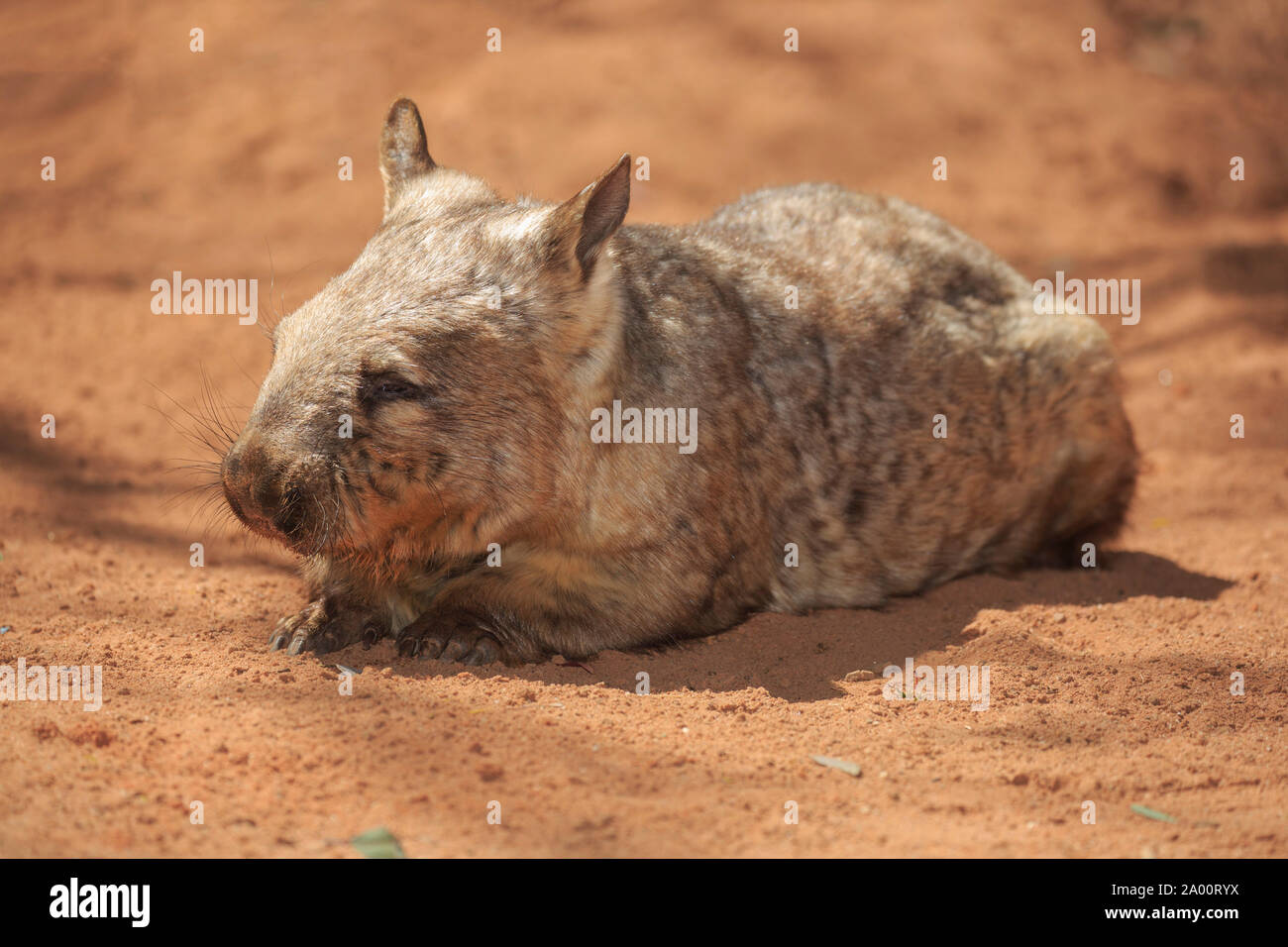 Southern Hairy-nosed Wombat, adult resting, Mount Lofty, South Australia, Australia, (Lasiorhinus latifrons) Stock Photo