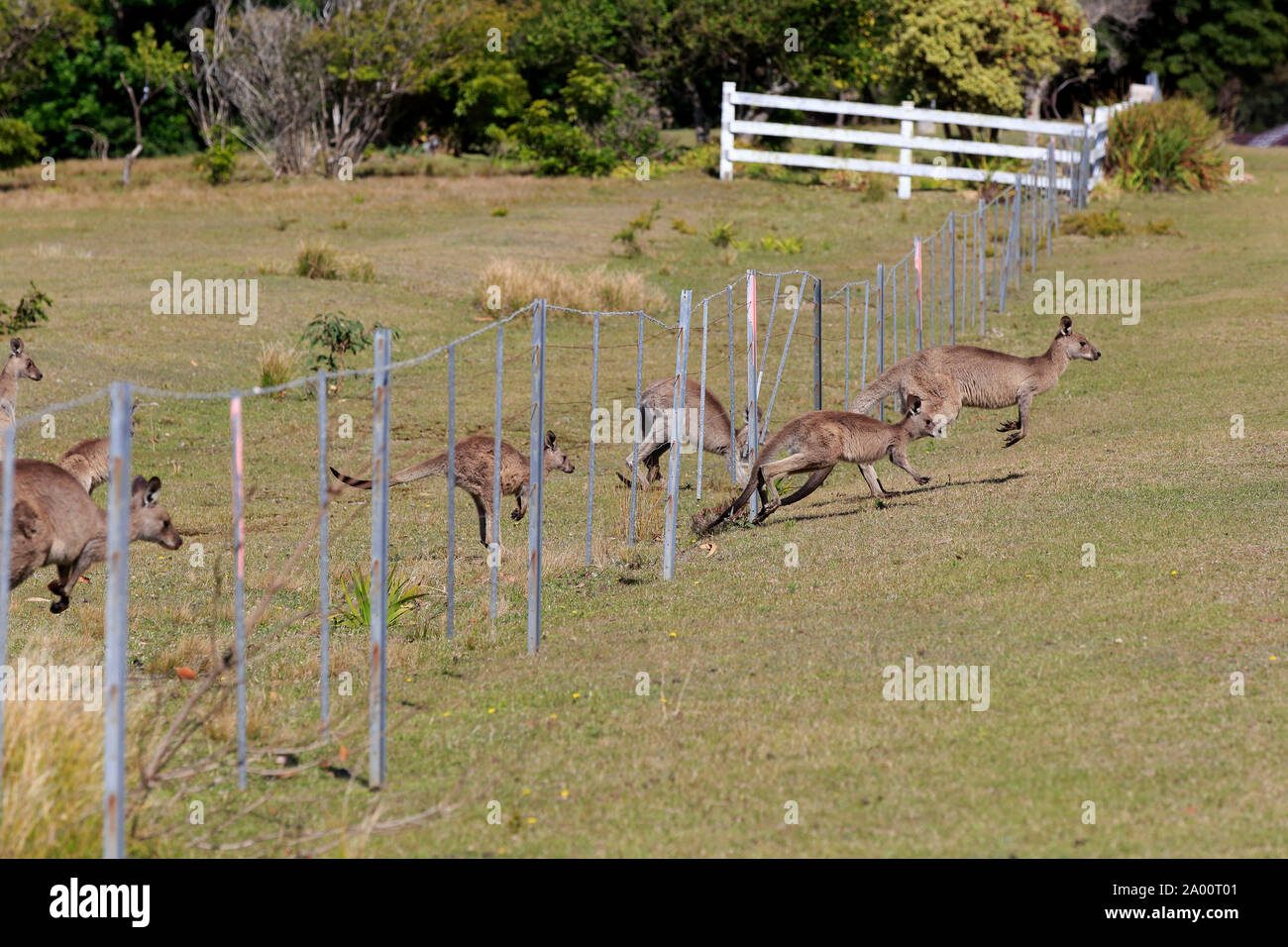 Eastern Grey Kangaroo, group jumping conquer fence, Maloney Beach, New