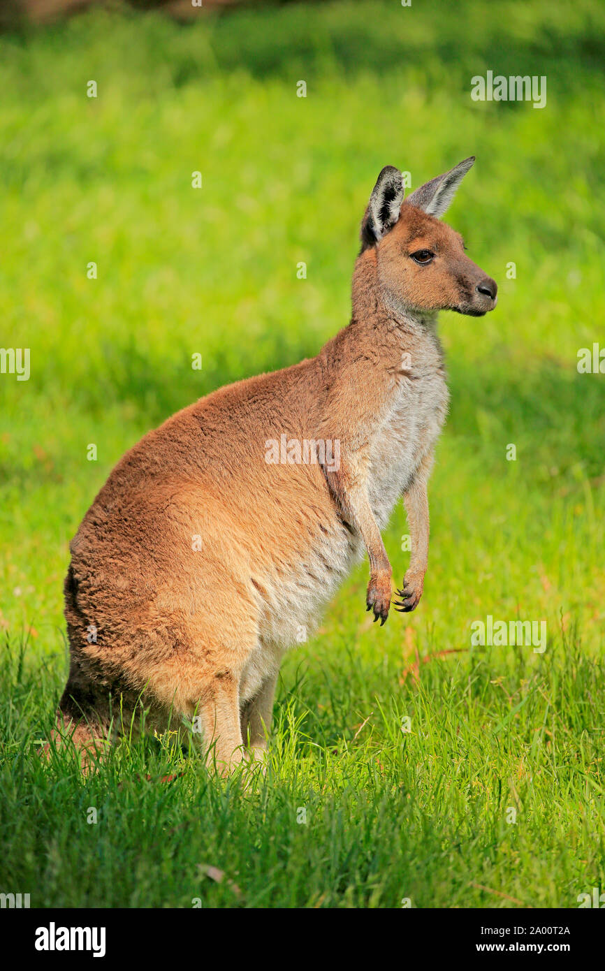 Western Grey Kangaroo, adult female on meadow, Mount Lofty, South Australia, Australia, (Macropus fuliginosus) Stock Photo