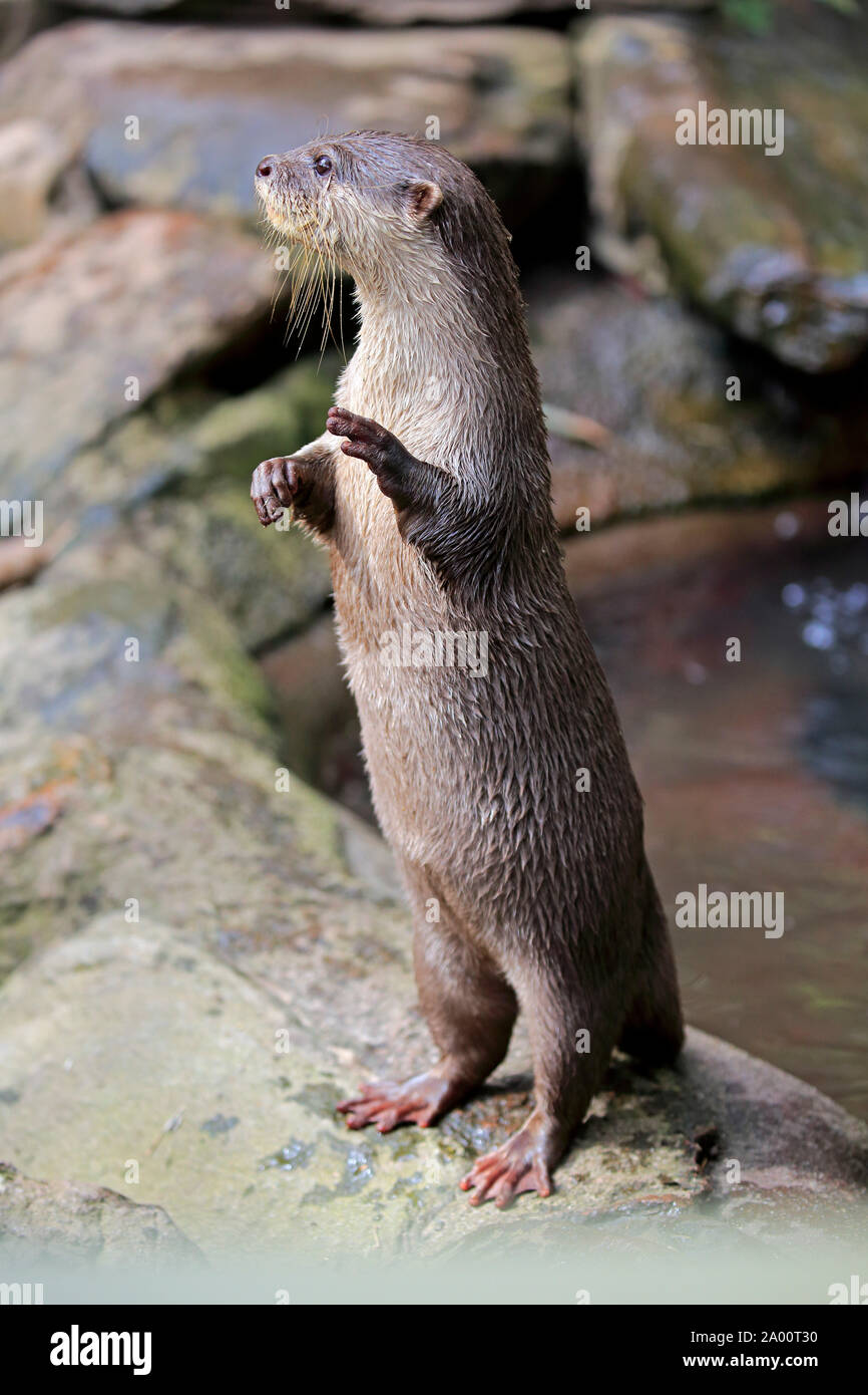 Oriental small clawed Otter, adult, captive, Adelaide, South Australia, Australia, (Amblonyx cinerea) Stock Photo