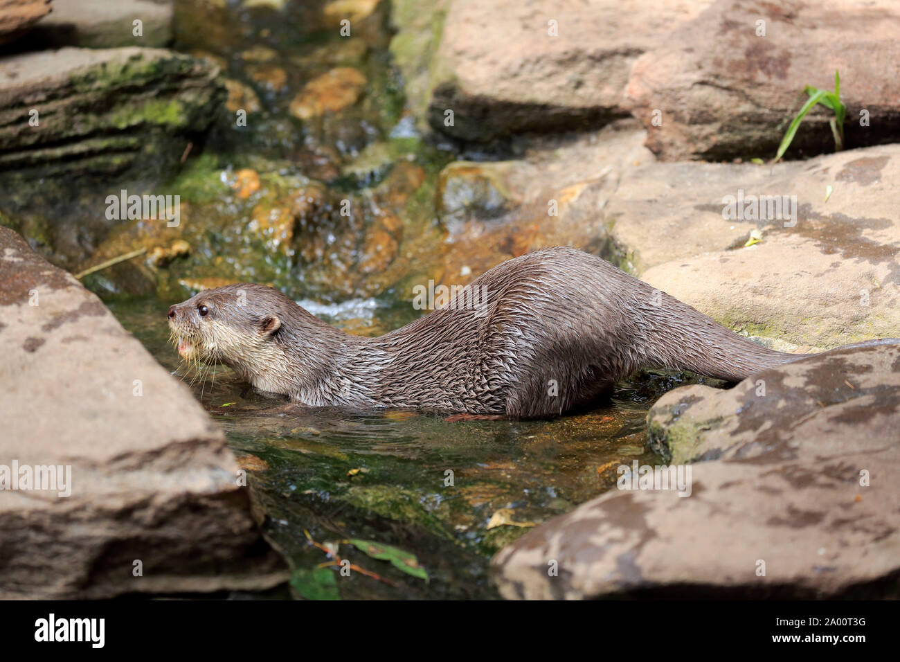 Oriental small clawed Otter, adult, captive, Adelaide, South Australia, Australia, (Amblonyx cinerea) Stock Photo