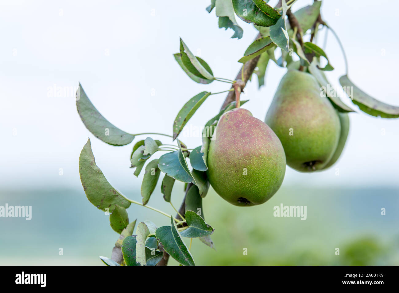 Fresh pears on the branch of a pear tree Stock Photo