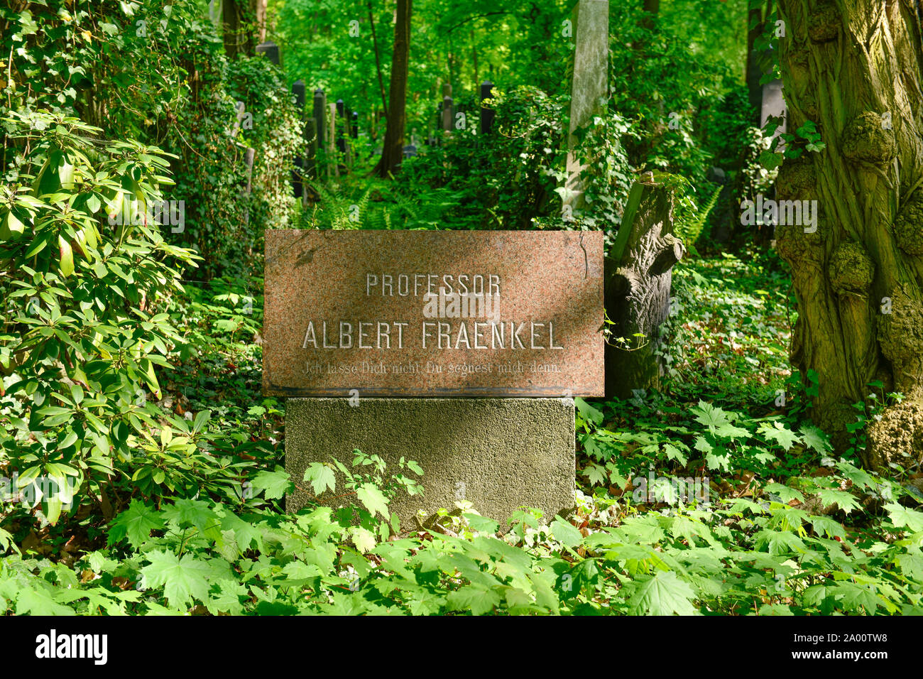 Grab, Albert Fraenkel, Juedischer Friedhof, Herbert-Baum-Strasse, Weissensee, Pankow, Berlin, Deutschland Stock Photo