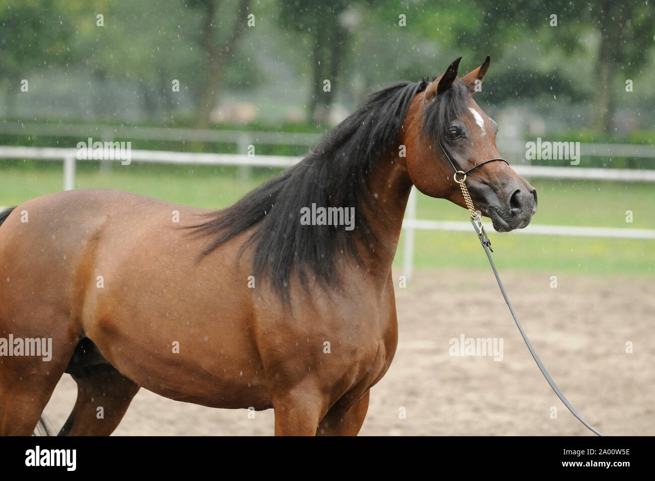 Arabian Horse, brown mare, in rain with show halter Stock Photo