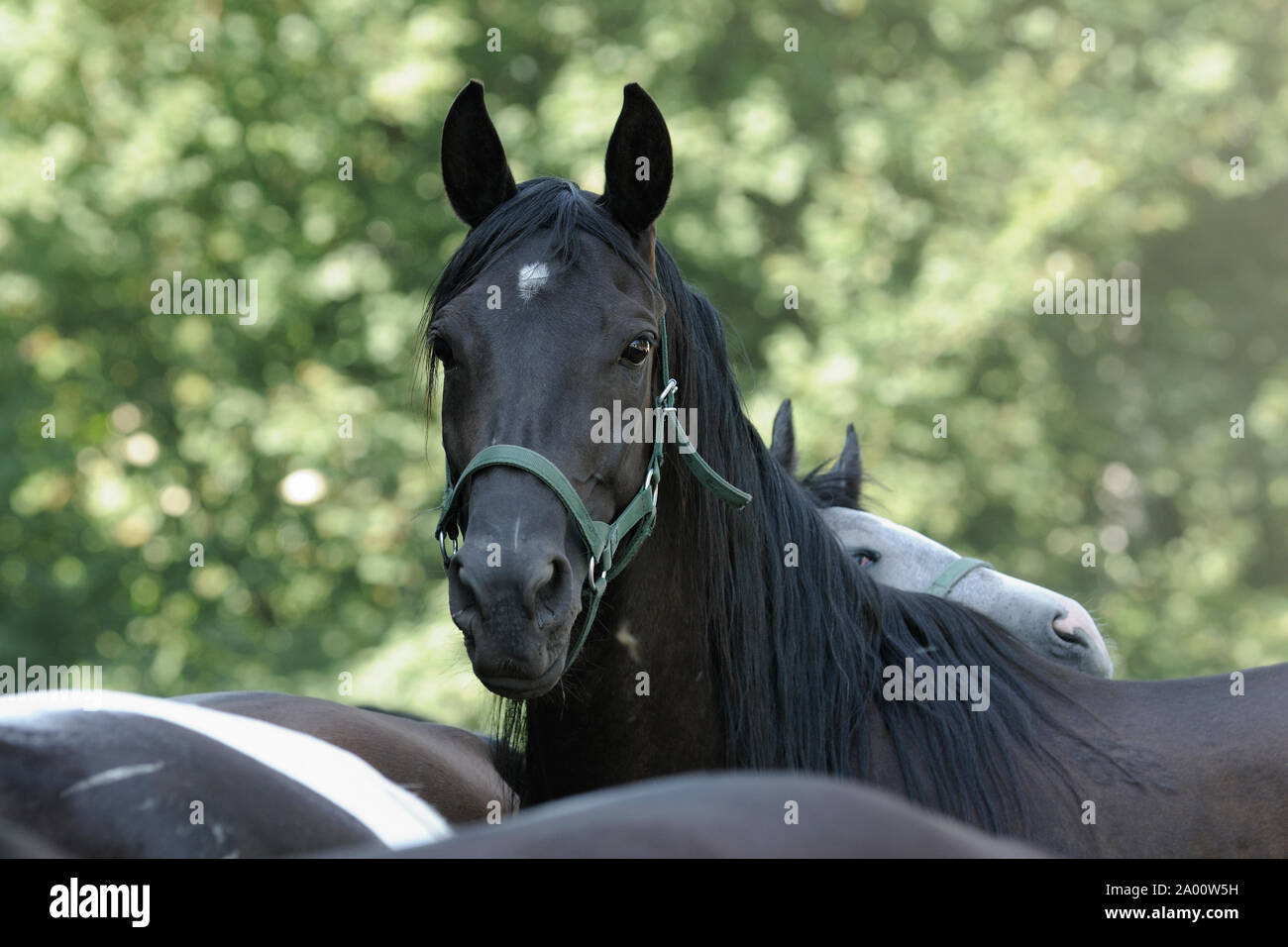 black Arabian horse, mare Stock Photo