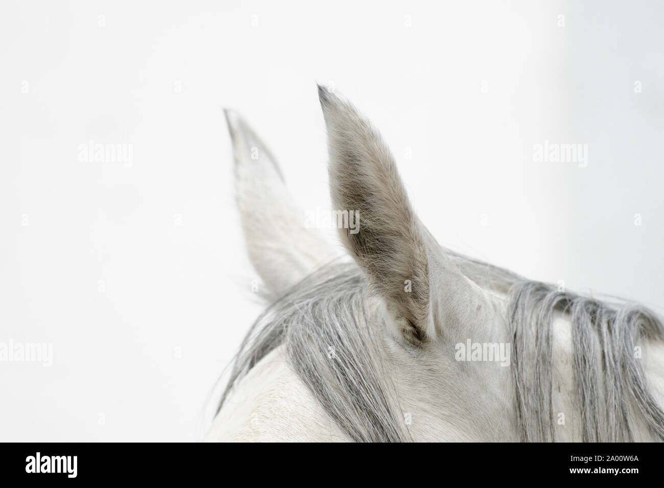 Arabian horse, ears of gray mare Stock Photo Alamy