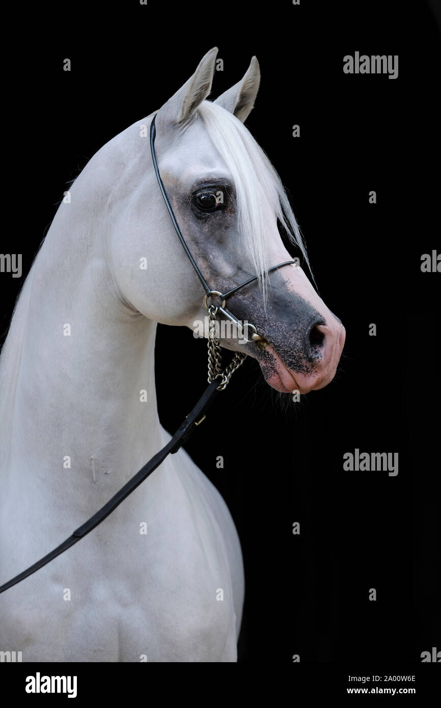 gray Arabian horse, stallion with show halter Stock Photo