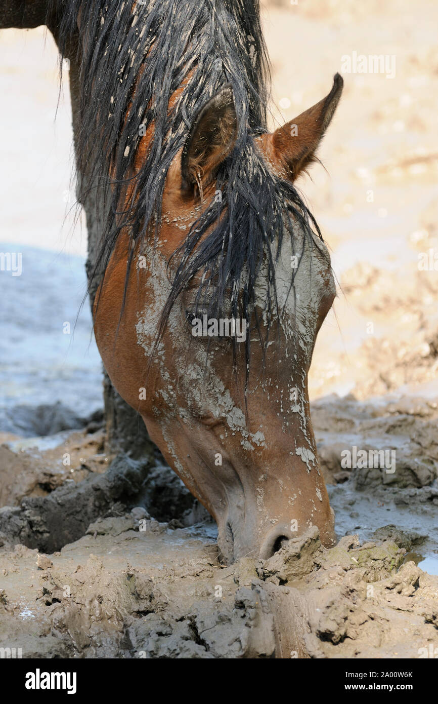 Arabian horse, brown mare after mud bath Stock Photo