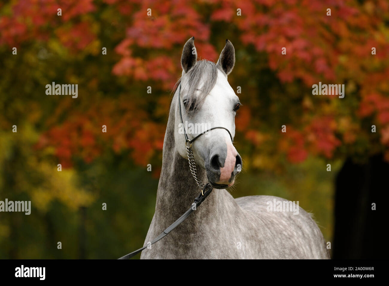Arabian horse, gray stallion Stock Photo