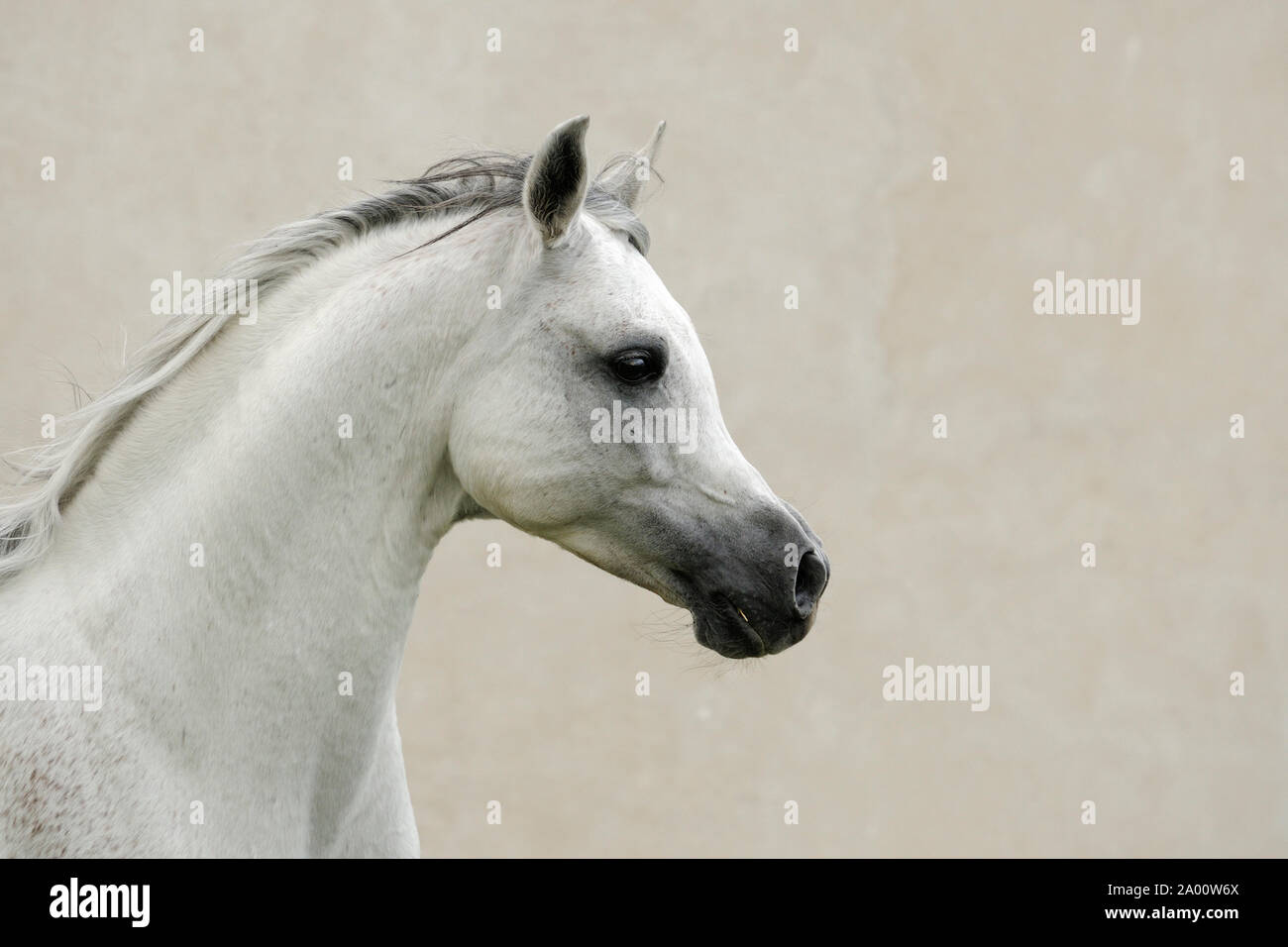 Arabian Horse, trotting gray stallion Stock Photo