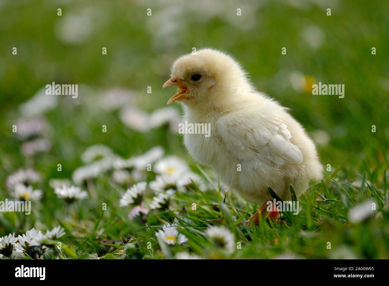 Domestic chicken, bleeping chick between daisies Stock Photo