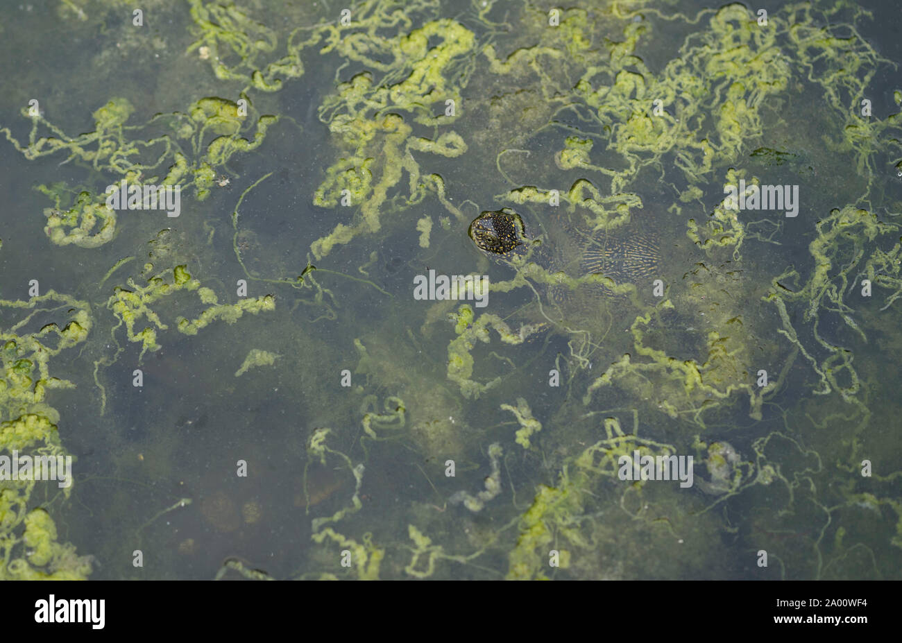 pond turtle, albania, butrint, ionian sea, europe, (Emys orbicularis) Stock Photo