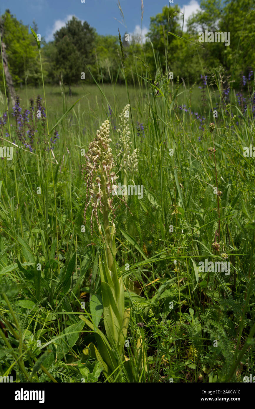 lizard orchid, jagst valley, krautheim, hohenlohe region, baden-wuerttemberg, heilbronn-franconia, germany, (Himantoglossum hircinum) Stock Photo