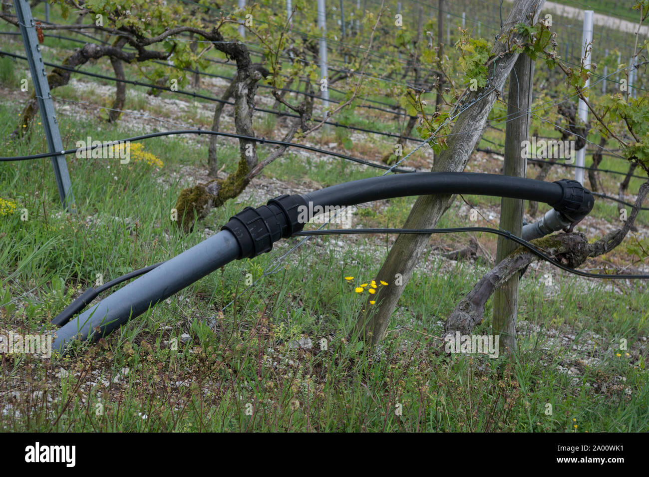 watering in the vineyard, krautheim, klepsau, jagst valley, hohenlohe region, baden-wuerttemberg, heilbronn-franconia, germany Stock Photo