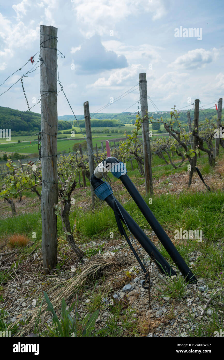 watering in the vineyard, krautheim, klepsau, jagst valley, hohenlohe region, baden-wuerttemberg, heilbronn-franconia, germany Stock Photo
