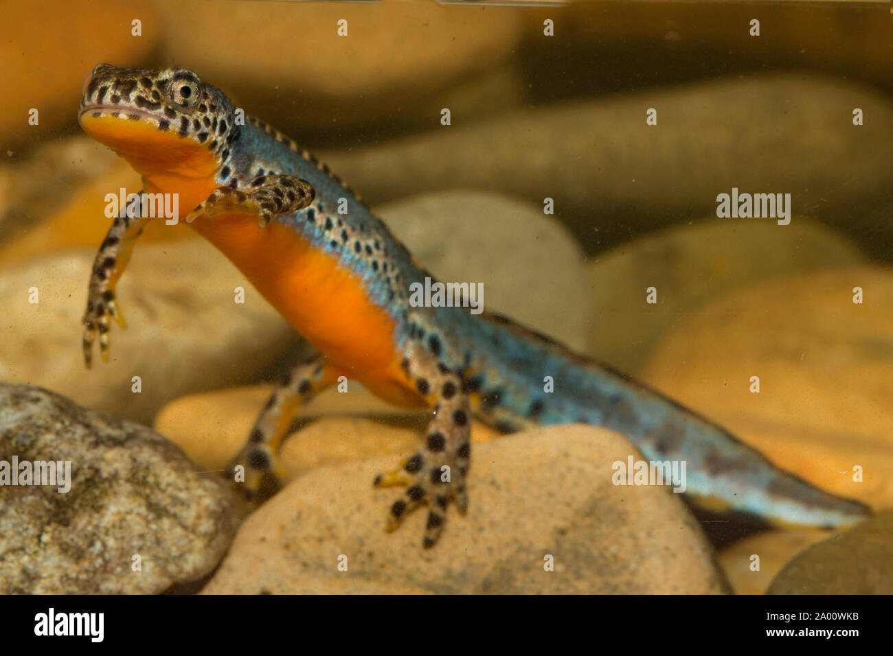 alpine newt, male, (Ichthyosaura alpestris) Stock Photo