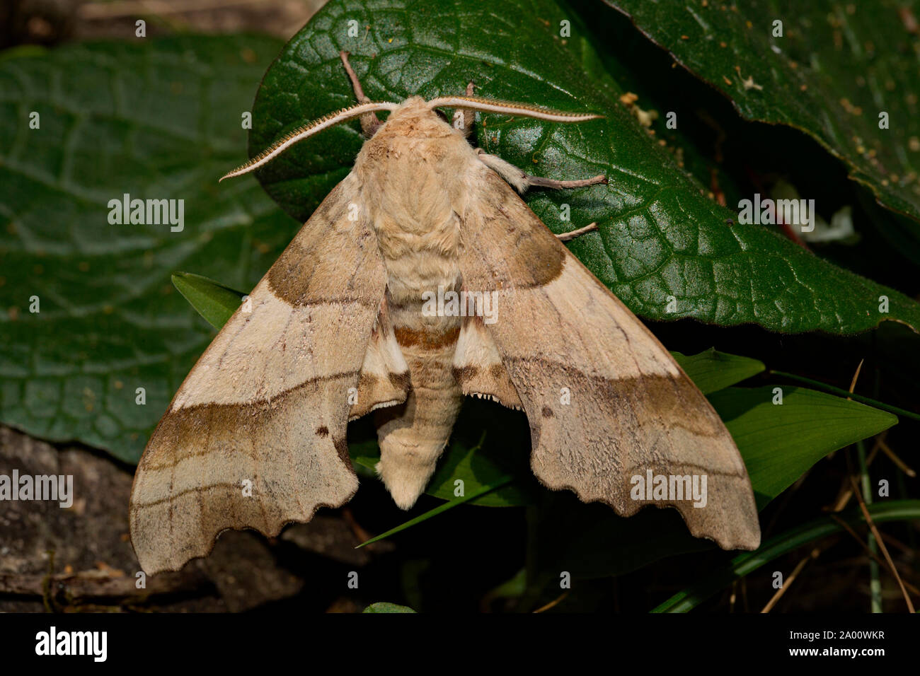 oak hawk-moth, male, (Marumba quercus) Stock Photo