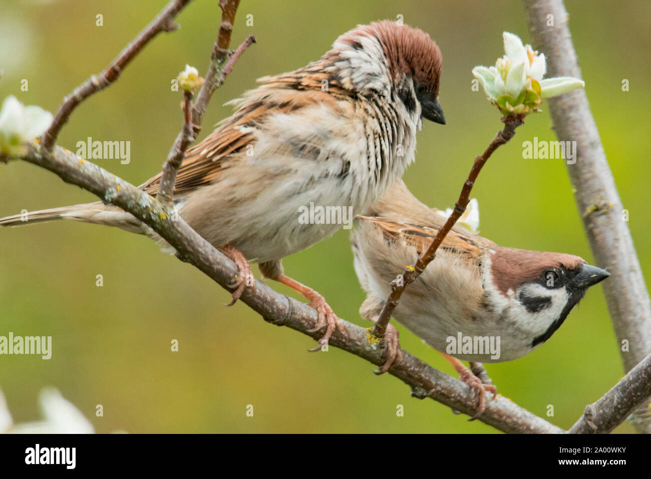 eurasian tree sparrows, pair, (Passer montanus) Stock Photo