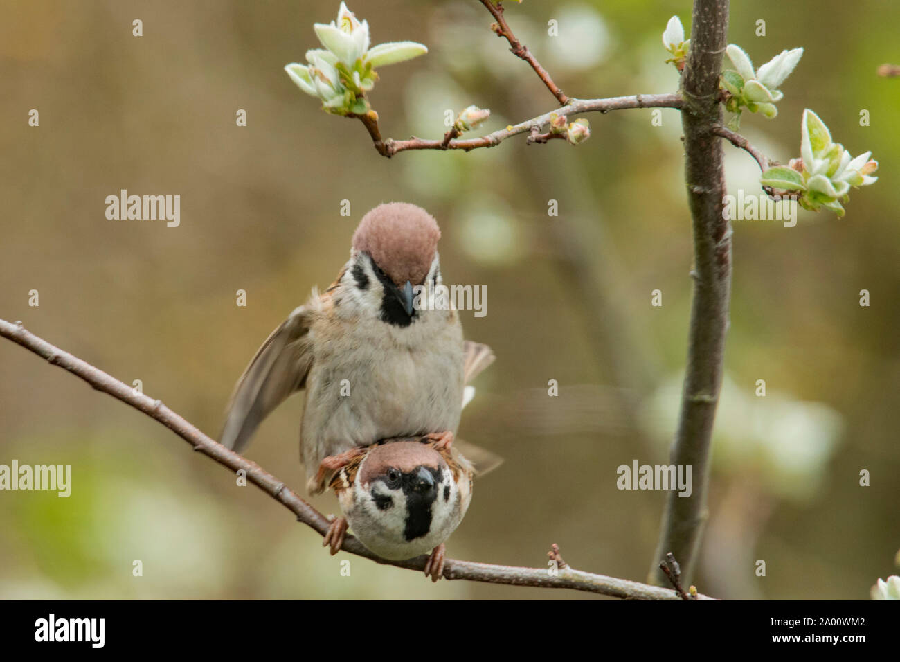 eurasian tree sparrows, pair, (Passer montanus) Stock Photo