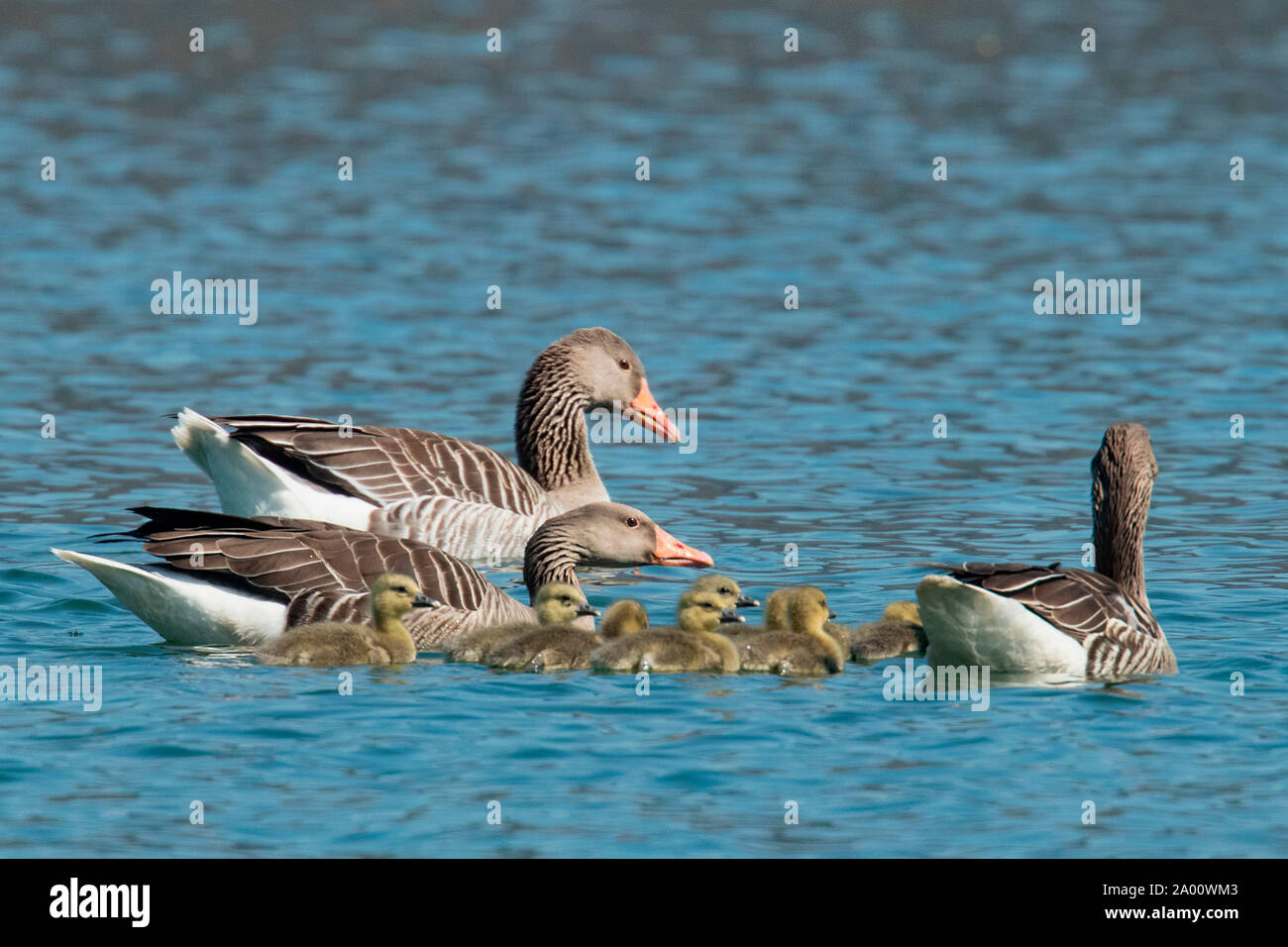 greylag geese with goslings, Sarchinger Weiher, Bavaria, Germany, (Anser anser) Stock Photo
