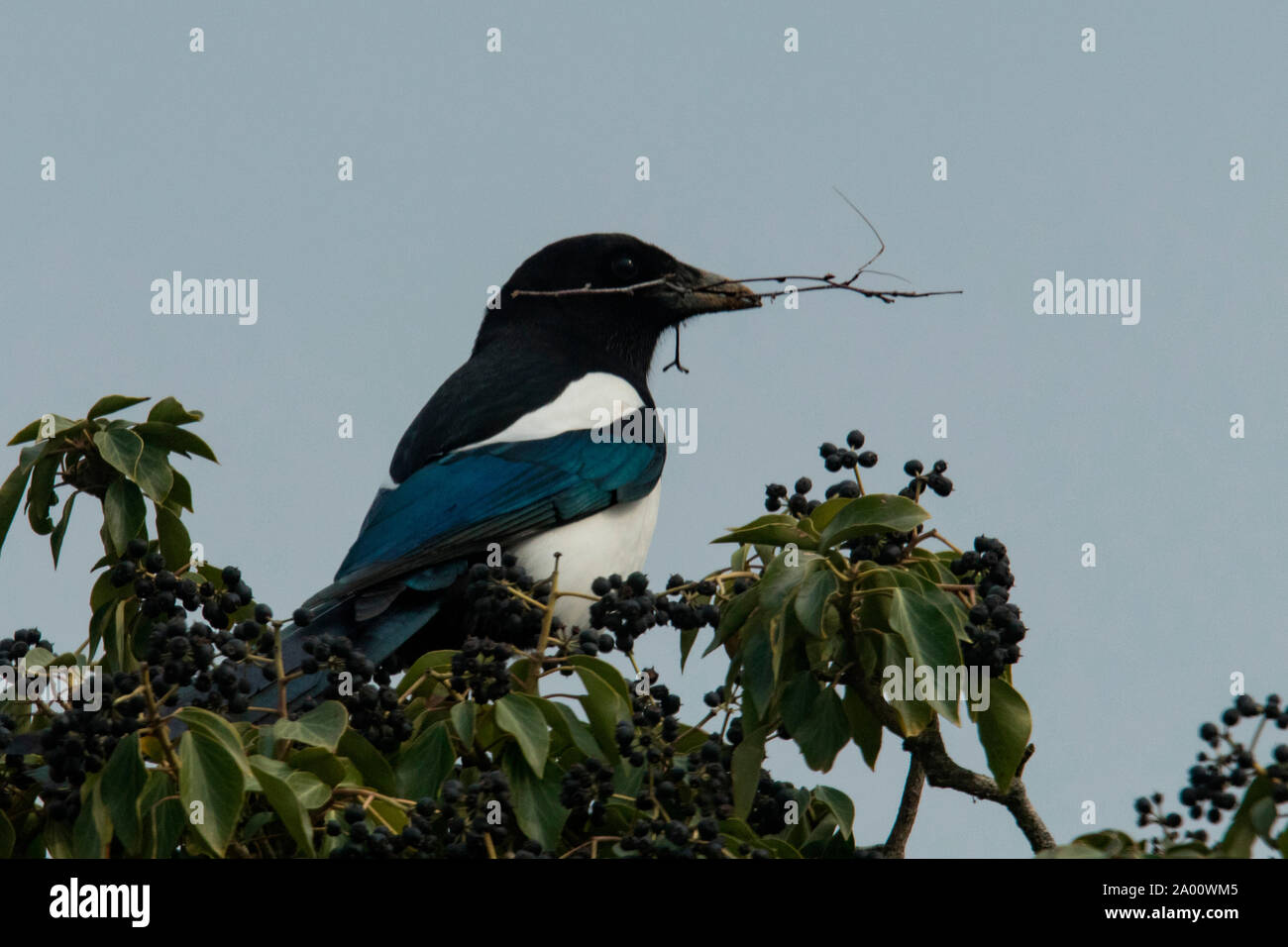 eurasian magpie with nesting material, (Pica pica) Stock Photo