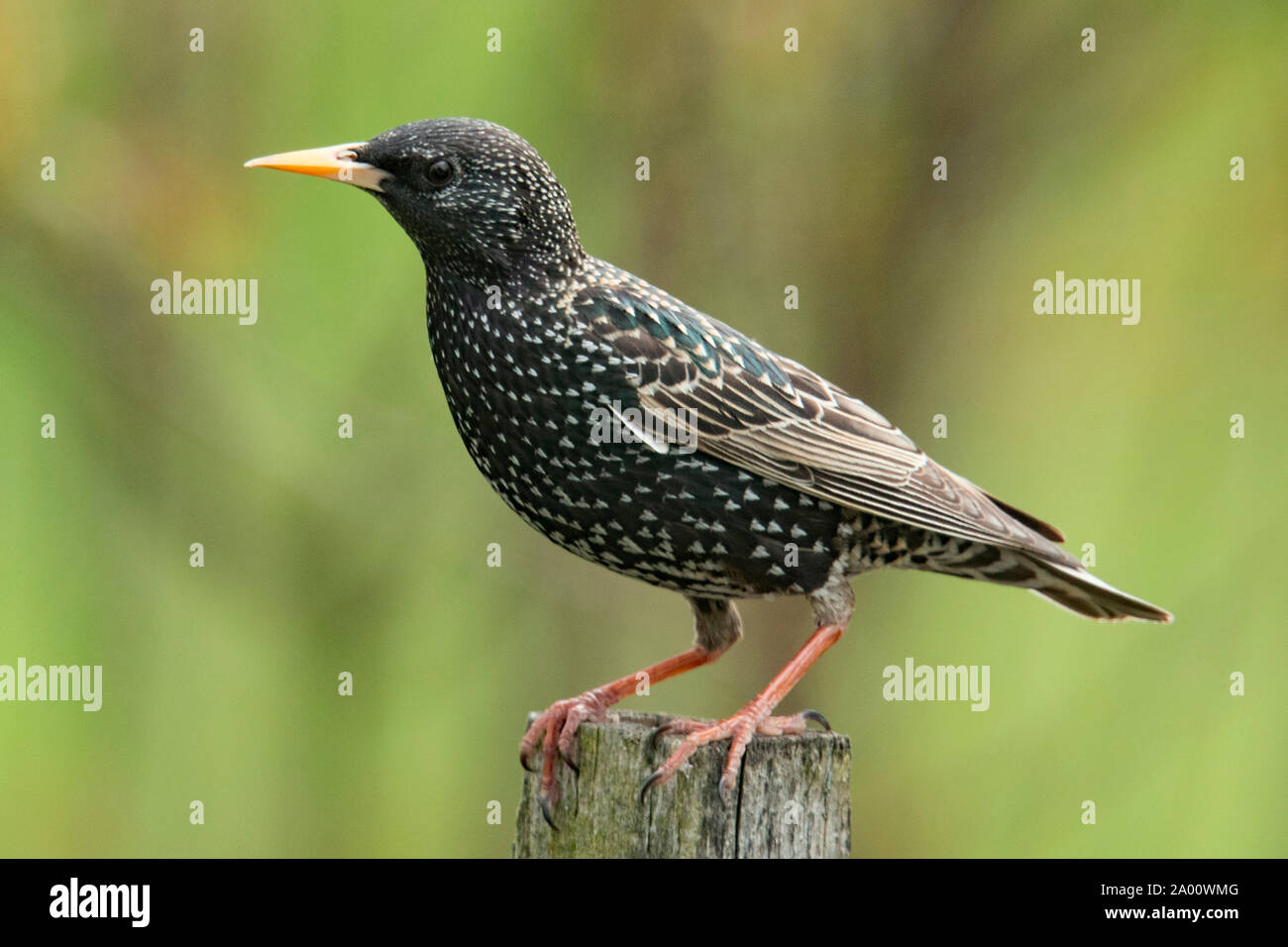 common starling, Bavaria, Germany, (Sturnus vulgaris) Stock Photo