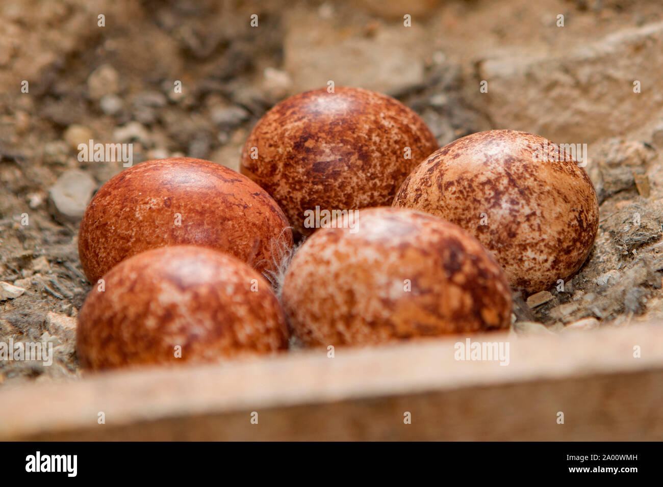 common kestrel, eggs, five, (Falco tinnunculus) Stock Photo