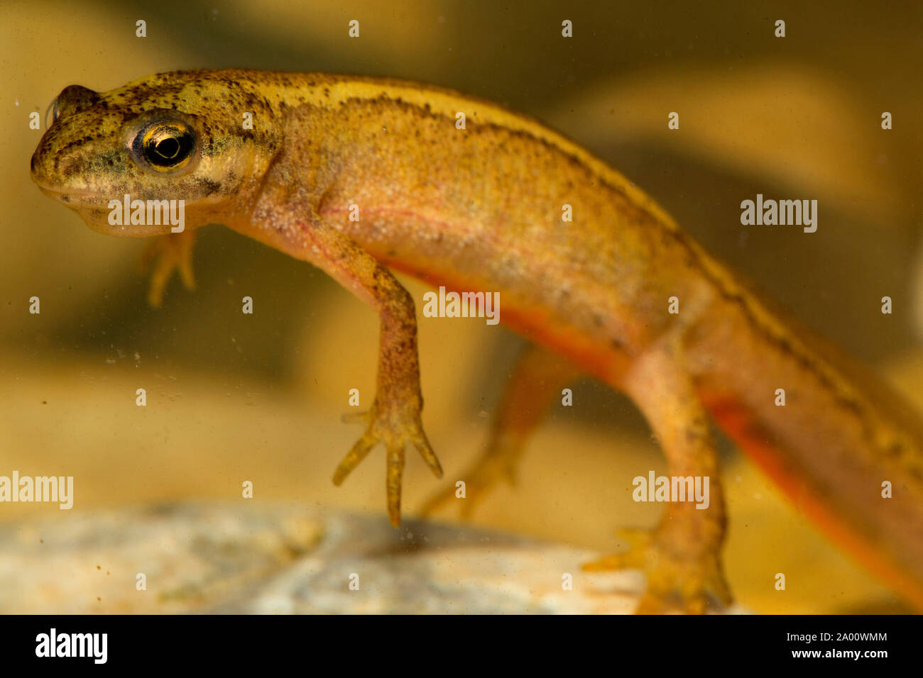 smooth newt, female, (Ichthyosaura alpestris) Stock Photo