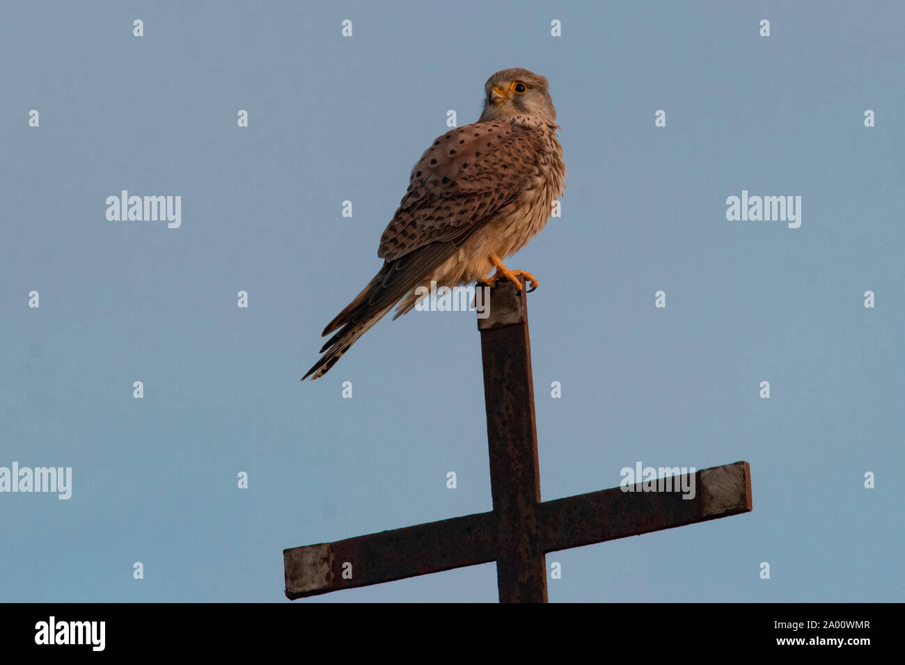 common kestrel, (Falco tinnunculus) Stock Photo