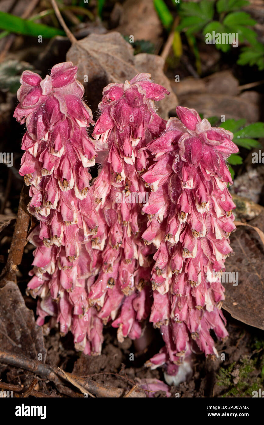 common toothwort, (Lathraea squamaria) Stock Photo
