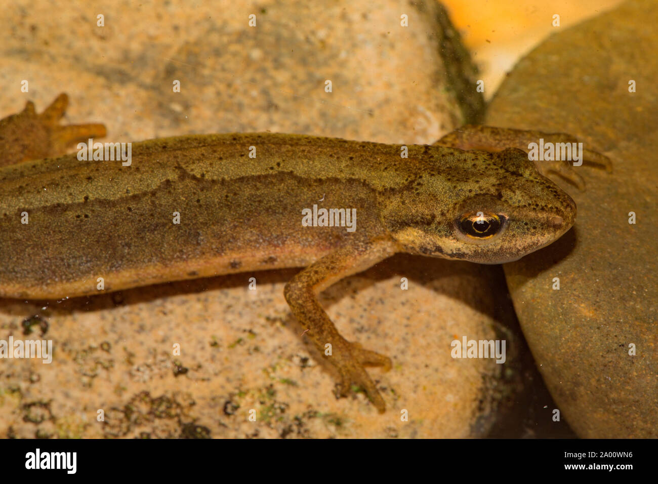 smooth newt, female, (Ichthyosaura alpestris Stock Photo - Alamy
