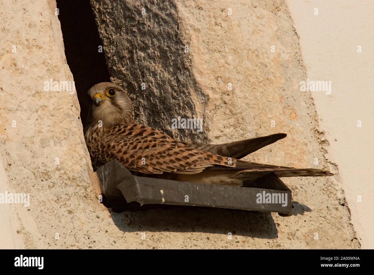 common kestrel, opening in wall, (Falco tinnunculus) Stock Photo