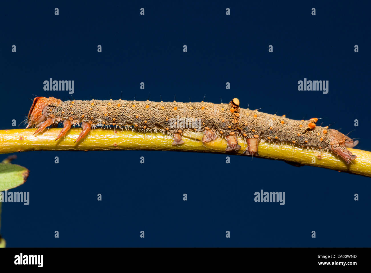 rosy underwing, caterpillar, (Catocala electa) Stock Photo