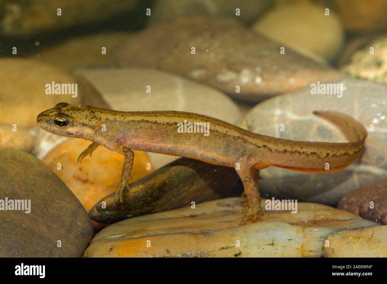 smooth newt, female, (Ichthyosaura alpestris) Stock Photo