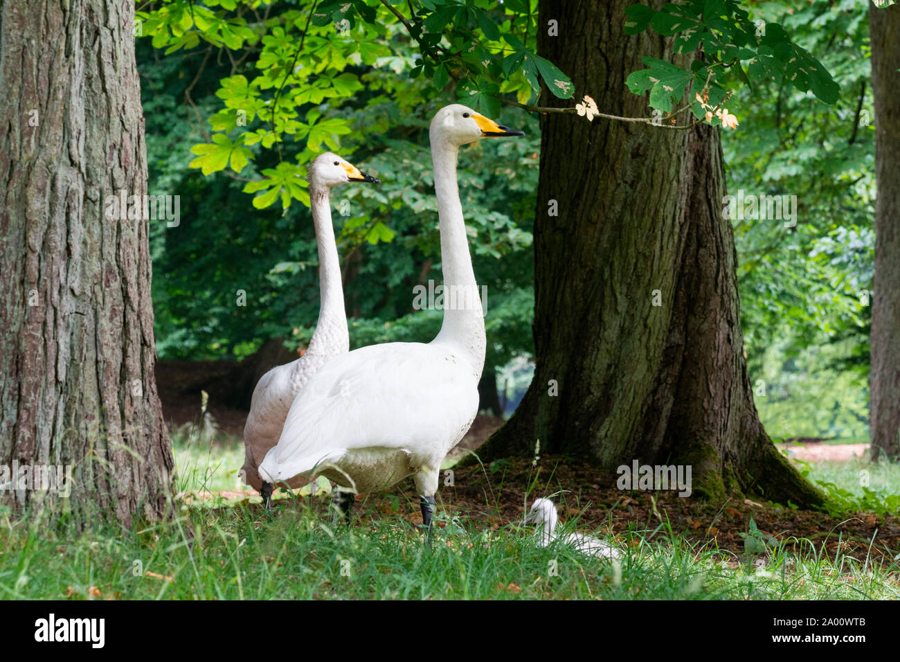 Whooper swans with cygnet, Schleswig-Holstein, Germany , (Cygnus cygnus) Stock Photo